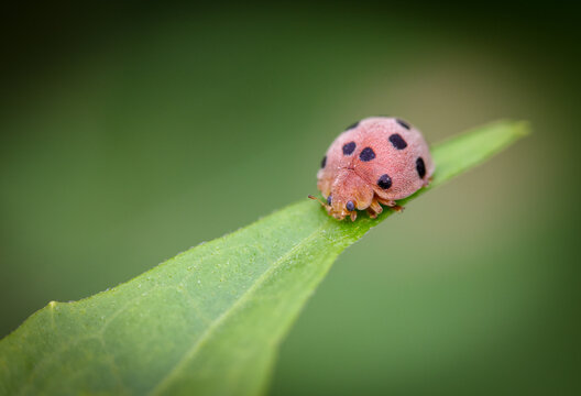 Macro close up photo of a ladybug (ladybird).