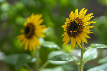 ひまわりの花　夏のイメージ
