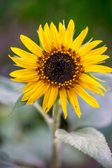 ひまわりの花　夏のイメージ