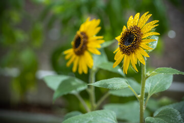 ひまわりの花　夏のイメージ