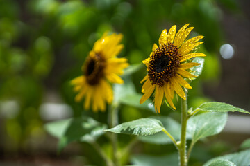 ひまわりの花　夏のイメージ