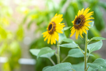 ひまわりの花　夏のイメージ