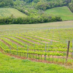 Tuscany vineyards - spring vineyards view in Italy