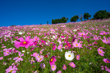 コスモスの花　空きのイメージ