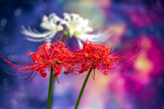 彼岸花 の画像 26 739 件の Stock 写真 ベクターおよびビデオ Adobe Stock 彼岸花 の画像 26 739 件の Stock 写真 ベクターおよびビデオ Adobe Stock