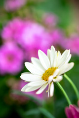 Obraz premium マーガレットの花