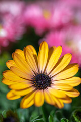 デイジーの花　春のイメージ