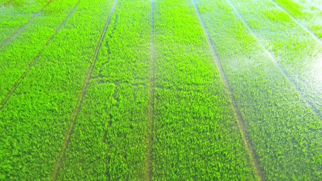 Aerial view of agriculture in rice sapling fields for cultivation. Natural texture for background. green rice paddies in Pathum Thani Province, Thailand. 4K drone.
