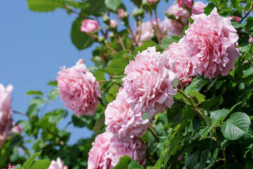 バラの花　屋外撮影