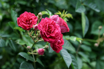バラの花　屋外撮影