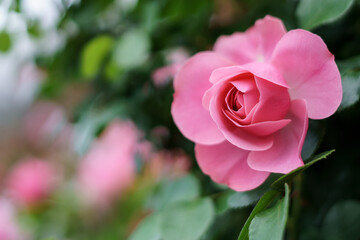 バラの花　屋外撮影
