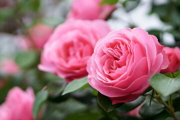 バラの花　屋外撮影