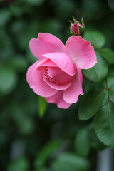 バラの花　屋外撮影