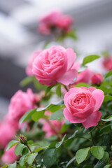 バラの花　屋外撮影