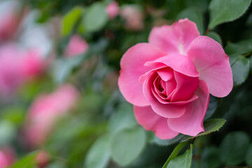 バラの花　屋外撮影