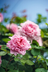 バラの花　屋外撮影