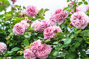 バラの花　屋外撮影