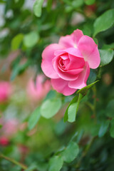 バラの花　屋外撮影