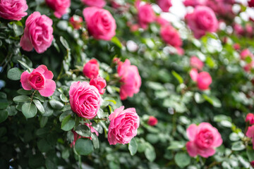 バラの花　屋外撮影