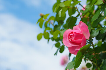 バラの花　屋外撮影