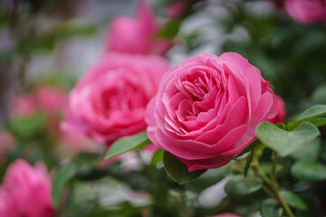 バラの花　屋外撮影