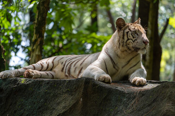 A Bengal Tiger lay on the rock