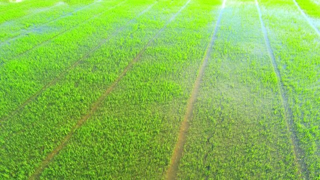 Aerial view of agriculture in rice sapling fields for cultivation. Natural texture for background. green rice paddies in Pathum Thani Province, Thailand. 4K drone.
