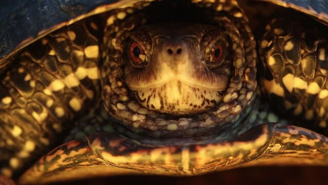 tortoise showing head from shell