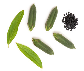 Fresh sesame fruits isolated on white background.top view.