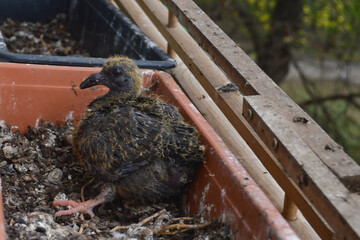 młody gołąb w doniczce 