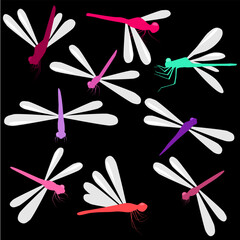 Vector colourful dragonfly icons on isolated background