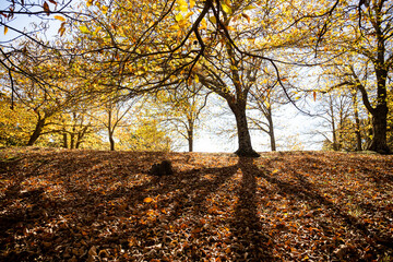 Bosque de castaños en otoño durante la recolecta de castañas en Málaga, Andalucía.