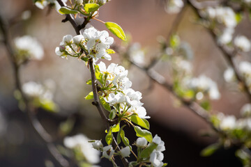 Árbol de cerezo en flor, en la región de Núremberg, Alemania. 