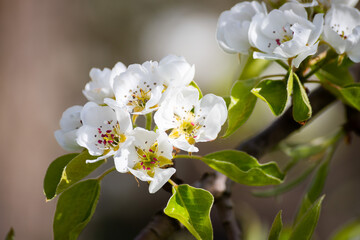 Árbol de cerezo en flor, en la región de Núremberg, Alemania. 