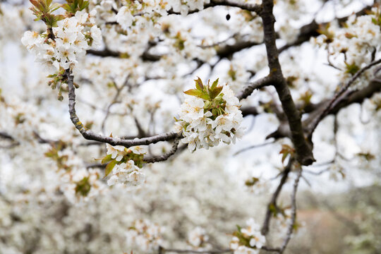 Árbol de cerezo en flor, en la región de Núremberg, Alemania. 