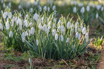 Śnieżyczka przebiśnieg (Galanthus nivalis L.) © Radosław Szczepanek