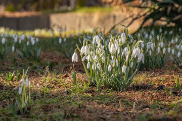 Śnieżyczka przebiśnieg (Galanthus nivalis L.) © Radosław Szczepanek