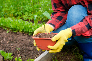 Hand of gardener seedling young vegetable plant in the fertile soil. Woman's hands in yellow gloves and red shirt is gardening. Female farmer planting peppers in the ground. Organic Cultivation