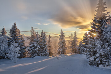 Obraz premium Wintertime