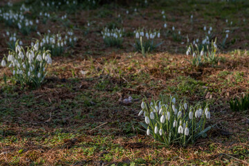 Śnieżyczka przebiśnieg (Galanthus nivalis L.) © Radosław Szczepanek