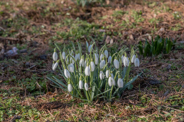 Śnieżyczka przebiśnieg (Galanthus nivalis L.) © Radosław Szczepanek