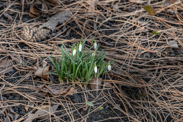 Śnieżyczka przebiśnieg (Galanthus nivalis L.)