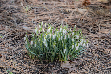 Śnieżyczka przebiśnieg (Galanthus nivalis L.) © Radosław Szczepanek
