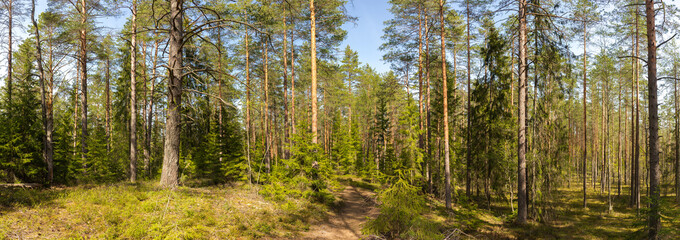 Panorama of a summer pine forest with a path bathed in sunlight