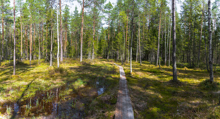 Obraz premium Panorama of a summer coniferous forest flooded with sunlight with a path and a wooden path