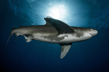 Oceanic Whitetip Shark Cat Island Bahamas