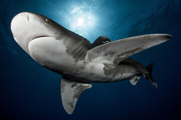 Naklejka premium Oceanic Whitetip Shark Cat Island Bahamas