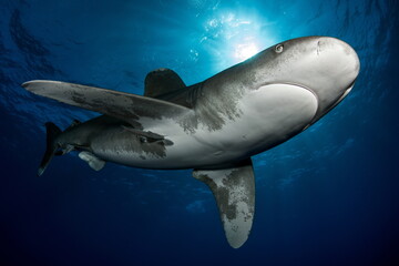 Oceanic Whitetip Shark Cat Island Bahamas