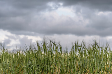 Beautiful landscape with field of ripe rye and blue summer sky.