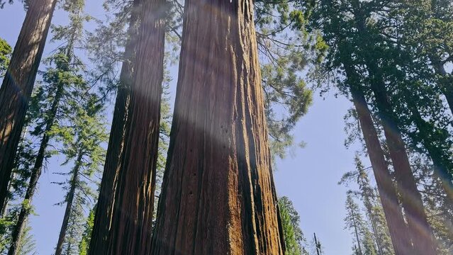 Sequoia trees in Yosemite National Park. Sequoia Forest. View of a giant tree from bottom to top. Tourist trip to California National Park